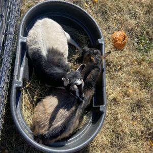 photo Napping Trough - Astrid and Willy snuggling in the nursery field on November 18, 2023 by Kolton Railsback (age 9)