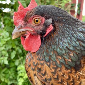 photo Bright Eyes - Barney the Barnevelder chicken was bright eyed and ready for whatever the day may bring! Look at her beautiful coloring. Taken in the chicken coop on August 3, 2023 by Juli Railsback