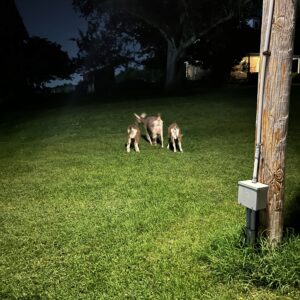 photo Not my Goats - Goats enjoying some freedom in the common area between barns on July 22, 2023 by Luke Railsback