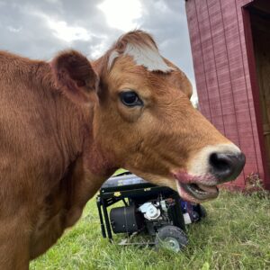 photo Pudker Up - A cow spotted with some bright red lipstick on October 16, 2023 by Luke Railsback