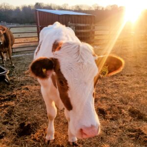 photo Ready for Dinner - Taken at the Kinder Farm livestock field on February 24, 2024 by Kathryn Pegues