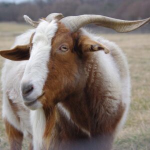 photo Noble Goat - Taken in the Kinder Farm livestock pastures on February 17, 2024 by Kathryn Pegues