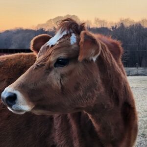 photo Cow in Contemplation - Taken at Kinder Farm cow pasture on February 19th, 2024 by Siena Pegues