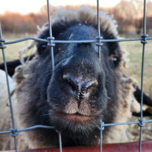 photo Getting to "Nose" You - Taken at Kinder Farm sheep pasture on February 19th, 2024 by Siena Pegues