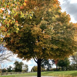 photo The Fall Tree - Taken When I near the playground on October 21, 2023 by Clover Hicks (age 8)
