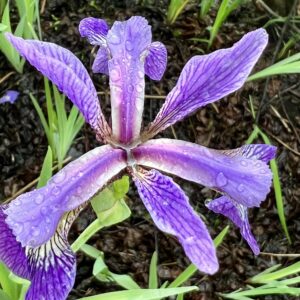 photo Iris in the Morning - Taken at a pond near the youth camping area on May 14, 2023.  I believe it is a Blue Flag Iris. by Melissa Biddlecomb