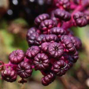 photo Pokeberry - Taken on the Blueberry Trail, between the perimeter trail and the barns on Nov. 17, 2023 by Mirjam Spaar