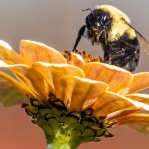 photo Bee Embraces Floral Sweetness - Taken off the Wildflower Trail on October 22, 2023 by Kurt DeLorenzo