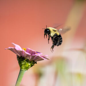 photo Bee Approaching Pink Blooming Flower - Taken off the Wildflower Trail on October 22, 2023 by Jessica Phipps