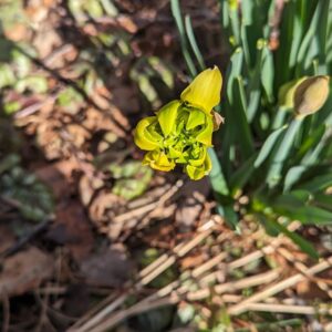 photo Winter Bloom - Taken in February 2024 on the trail behind the playground by Zoey Sowles (age 8)