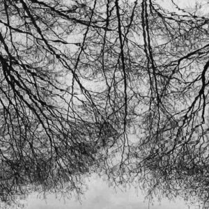 photo Bare Trees Reflected - Taken from north side of Bunk’s Pond looking south on December 21, 2023 by Mark Laster