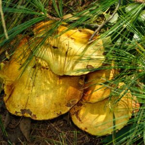 photo Mushrooms Near Pond - Taken southwest of Bunk’s Pond on October 2, 2023 by Mark Laster