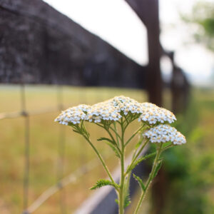 photo Summer Blossom - Taken near the Blackberry Trail on June 7, 2023 by Jenniford Hufford