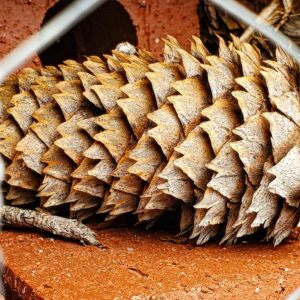 photo Prone 'Cone - Taken near the bee hives on February 10, 2024 by Adam Pegues