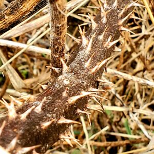 photo Proceed with Caution - Taken near the Friends of Kinder Farm Park Garden on February 19, 2024 by Adam Pegues