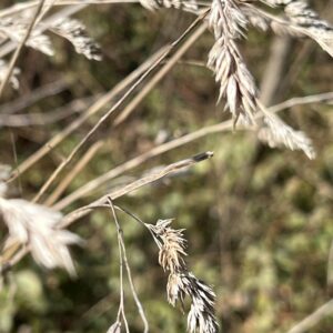photo Orchard Grass - Taken at Kinder Farm Park on February 20, 2024 by Emily Strasberg (age 7)