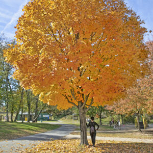 photo Yellow Tree - Taken in Kinder Farm Park on October 26, 2023 by Tina Duong