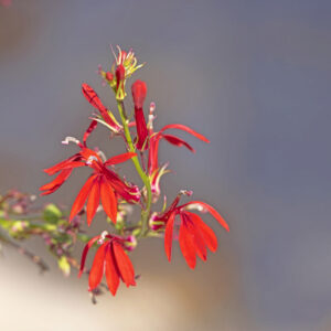 photo Beautiful Flower - Taken in Kinder Farm Park on September 2, 2023 by Tina Duong