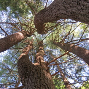 photo Reaching for the Sky - Taken at Bunk’s Pond on July 14, 2023 by Mary Darling
