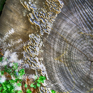 photo Fungus Flower - Taken neat the Sawmill on February 27, 2024 by Quan Tran