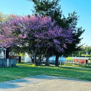 photo Spring in the Air - Taken near the Kitchen Garden on April 15, 2023 by Shawna Cassady