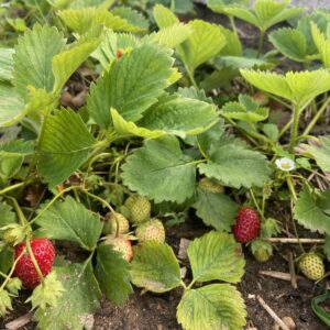 photo Sweetest Summer - You Know summer’s coming when sweet berries stat popping up.  Taken at Kinder farm Park on May 21, 2023 by Jaidyn Railsback