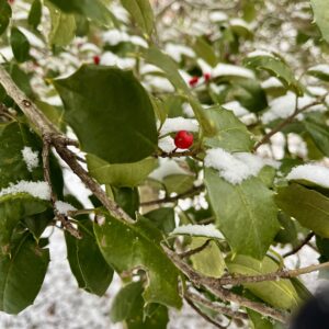 photo Snow Kissed Holly - Snow drapes over the bright green leaves nearly kissing the holly on the trees through a trail on Kinder Farm Park.  Photo taken on January 15, 2024 by Jordyn Railsback