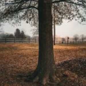 photo The Last of Summer - Taken between the playground and the tobacco barn, on a warm summer-like day at the beginning of December of 2023 by Ashley Knight
