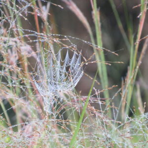 photo Late Summer Web Artistry - Taken in a meadow near the Blackberry Trail on August 21, 2023 by Mary Darling