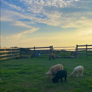 photo Lasting Graze - Taken in the Farm Complex on July 8, 2023 by Diana Conti
