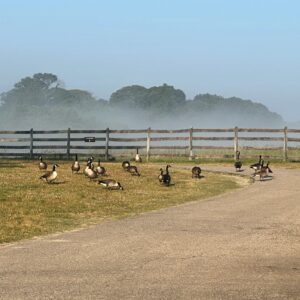 photo Just Another Day - Taken near the large barn on June 6, 2023 by Shawna Cassady