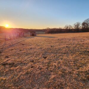 photo Meadows of Gold - Taken at Kinder Farm cow pasture on February 19th, 2024 by Siena Pegues