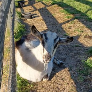 photo Beautiful Goat - Taken at the farm in the morning on Aprill 22, 2024. by Diane Klasmeyer