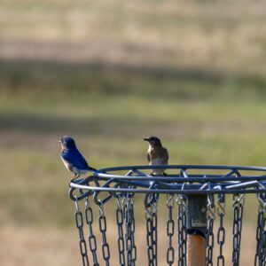 photo Friends - Taken on July 3, 2024, over by disc field. These two bluebirds looked like friends wanting to play maybe. by Jason Bourdette