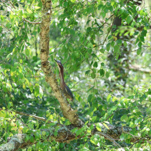 photo Green Heron on the Move - Taken near Bunk’s Pond on June 1, 2024 by Kathryn Johnston
