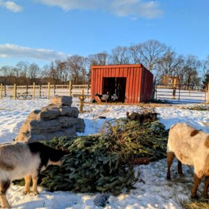 photo Christmas Joy - Taken during a walk on January 13, 2025 (I love the goat’s smile). by Jewelene Carter