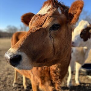 photo Moo are You? - Taken  by the cow field on February 14, 2025. by Lucy Perkowski