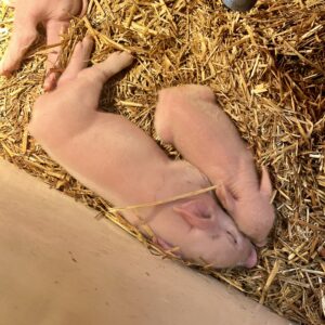 photo Twice as Nice - Taken in the pig barn in February 2025. by Lucy Perkowski (age 10)