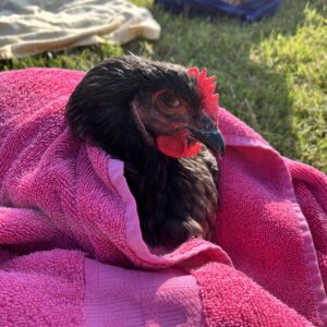photo Jester - Taken on the 4H Club’s Chicken Bath Day in September 2024. by Lucy Perkowski (age 10)