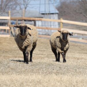 photo You have our attention-We’re coming! - Taken on February 14, 2025. by Mirjam Spaar