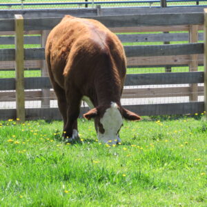 photo Out-standing in His Field - The cow was standing in a field of buttercups on a pretty spring day.  The photo was taken on April 16, 2024. by Karen Schoenaar