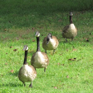 photo Follow the Leader - These geese were headed for the Duck Pond near the windmill when I took this photo on August 13, 2024. by Karen Schoenaar