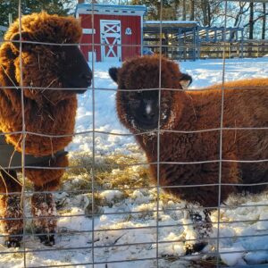 photo Wooly and Warm - The photo was taken in January 2025, at the 4H animal areas. I loved these two sheep; they were perfectly happy to be in the cold with their natural wool blankets. by Kathryn Pegues