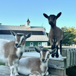 photo These Goats Don't Kid Around! - Taken in the field by the Blacksmith Shop on October 6, 2024. by Gianna Stavrevski