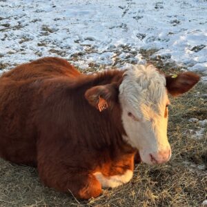 photo Steer Clear of Snow Days! - Taken in Rudy’s field on January 23, 2025. by Gianna Stavrevski