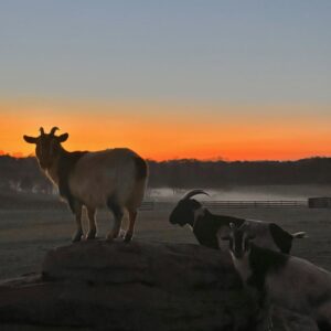 photo Twilight Tranquility - Taken in the field where the eco-goats are located on February 6, 2025. by Gianna Stavrevski