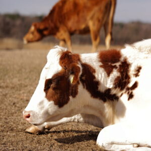 photo One Hoof Forward - Taken in the cow pasture on February 25, 2025. by Shannon Christmas