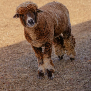 photo Top of the Morning to You - Taken in the sheep pasture on February 25, 2025. by Shannon Christmas