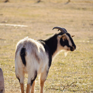 photo Glowing Goat - Taken on a sunny morning on February 26, 2025. by Katie Cortina