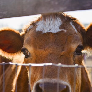 photo Peek-a-Moo - Taken on a sunny morning on February 26, 2025. by Katie Cortina